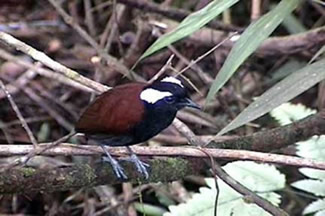 Zwartbuik-muggeneter - Conopophaga melanogaster